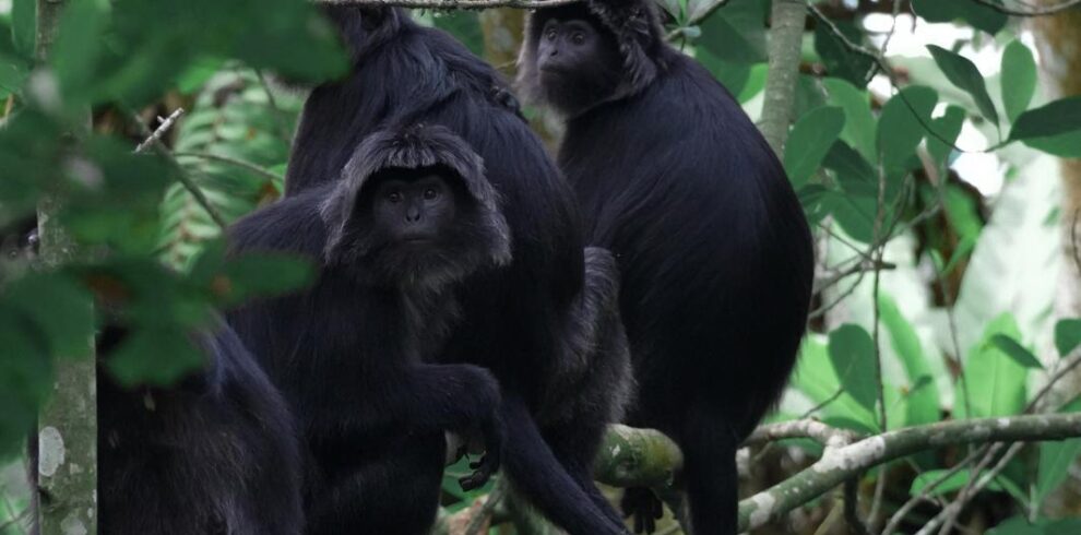 monkey